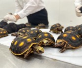 女子紧身裤里藏30只活体龟入境：均为濒危物种！