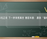 猫咪舔毛正欢 下一秒突然离世 兽医科普：遇到“猫咪杀手”!