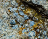 宝藏奇观！4.7亿年前海洋生物被发现：外壳一瓣大一瓣小！