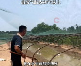 全国体感超45℃区域达到最大！河南网友：养鹅十多年头一次见鹅热死在水里!