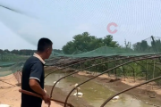 全国体感超45℃区域达到最大！河南网友：养鹅十多年头一次见鹅热死在水里!