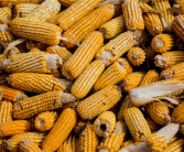 商丘一女子接触发霉玉米后肺部全白 家人：误以为是感冒！