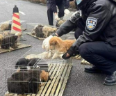 警民接力救助70余只被遗弃小狗 让它们在春节前有了家！