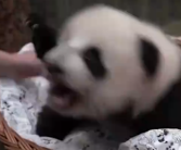 抬起爪子发出咆哮！旅俄大熊猫幼崽“奶凶”画面曝光 