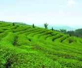 茶果间作种植方式（茶果间作种植方式详解）