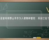 澳大利亚宣布将野山羊作为入侵物种管控：所到之处寸草不生！