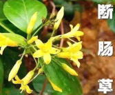 广州5人误食断肠草中毒 和金银花相像：易被误采、误食！