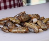 蛏子多少钱一斤（市场价格参考：蛏子价格一斤多少）