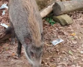 深圳一景区野猪被投喂成网红猪 有人上山就是为了看野猪！