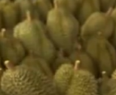 榴莲价格暴跌50%销售火爆 有人买了50箱!