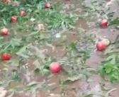 中午还在抗旱 下午突降冰雹砸烂蜜桃 很多人甚至坐在抽水机旁哭起来！