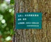 莫言真的在地坛认养了一棵银杏树！