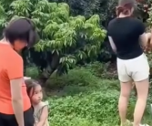全红婵回家摘荔枝 家人一起画面太温馨了！