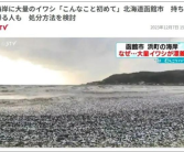 场面骇人!日本又一港口出现大量死鱼 约有三、四十吨