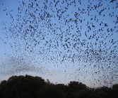 基因特征似COVID-19！巴西蝙蝠体内发现新型冠状病毒 !