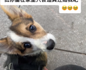 柯基跑丢后被人关鸡棚看了一年鸡 网友：白打一年工！