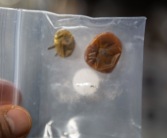 一度怀疑被偷吃：NASA丢失8个月的太空西红柿找到了！