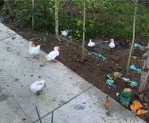 18斤大鹅突然“鹅间蒸发” 主人抽水发现大鹅失踪元凶竟是水草 !