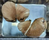 大爷进山采菇求助AI称无毒：吃下去半小时就坏事了 !