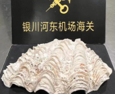 1.5公斤重！宁夏首次查获砗磲贝壳实体：国家一级保护海洋生物！