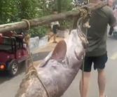 渔民抓160斤巨型石斑鱼 多人拖上岸 两名成年人合力抬着去过秤！