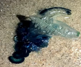 看到千万别碰！海南文昌一沙滩出现剧毒僧帽水母