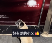 小狗被落电梯外可怜巴巴 一群邻居陪着等