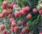 商家一上午卖出200多箱荔枝 丝毫不担心销路！