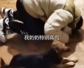 男生给奶奶磕头拜年 小狗在旁模仿引众人大笑！