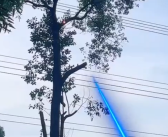 “六脉神剑”激光炮修剪树枝走红 研发团队回应：加了特效！