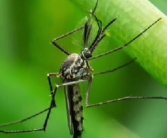 印度现近50度高温连蚊子都消失 到底怎么回事？