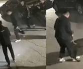 3人驱使烈性犬咬死流浪猫 警方通报3名涉案人员已抓获归案！