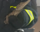 女子报警有蛇“好大的一个” 消防员到场抓获一条鳄鱼！