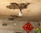 一商店20多年共来了42窝燕子筑巢 每天关门前回来！
