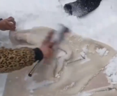 哈尔滨大妈雪地干洗呢子大衣 有人穿戴好专业装备滑雪上班！