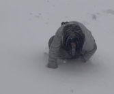 女生考完4级遇暴雪 手脚并用爬回寝室：南方大部将有雨雪！