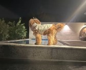 入住宠物友好酒店退房后遭“提灯定损”：拒退1000元押金 另收500元清洁费 ！