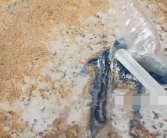 三亚辟谣多海域现剧毒僧帽水母：该物种是蓝瓶僧帽水母!