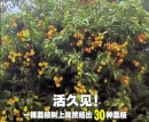 广西灵山惊现“百变荔枝王”！一棵荔枝树上竟然结出30种荔枝!
