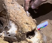 亚洲第一长洞已发现52具熊猫化石 追溯至约1400年前！