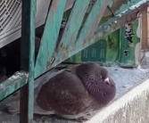 肉眼可见的胖！哈尔滨中央大街鸽子被游客喂成鸽猪