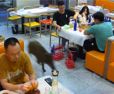 南京一野猪莽撞冲入饭店 就餐顾客兴奋追打：两脚踢了出去！