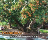 活了上千年！杨贵妃同款最爱荔枝 曾卖1颗99元 京东1元起拍整树果实！
