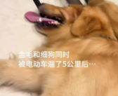 同样跑步5公里 金毛累瘫、细狗云淡风轻！