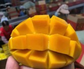 芒果的营养价值及禁忌（了解芒果的营养价值和食用禁忌）