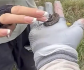 驴友爬山捡幼蛇轮流上手抚摸 专家：系短尾蝮蛇 有剧毒！