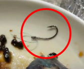 顾客在米其林餐厅吃出鱼钩 消费六千多全免单餐厅致歉 ！