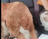 小狗返乡途中晕车还被猫打了一巴掌 主人又心疼又觉得好笑！