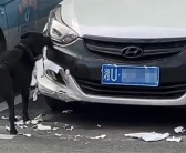 女子车停路边被狗啃到面目全非 本人发声：换保险杠得花1000元左右 保险不能赔！