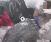 男子船上宰割鲸鲨?沪浙联动出击 相关涉案人员已全部被控制！